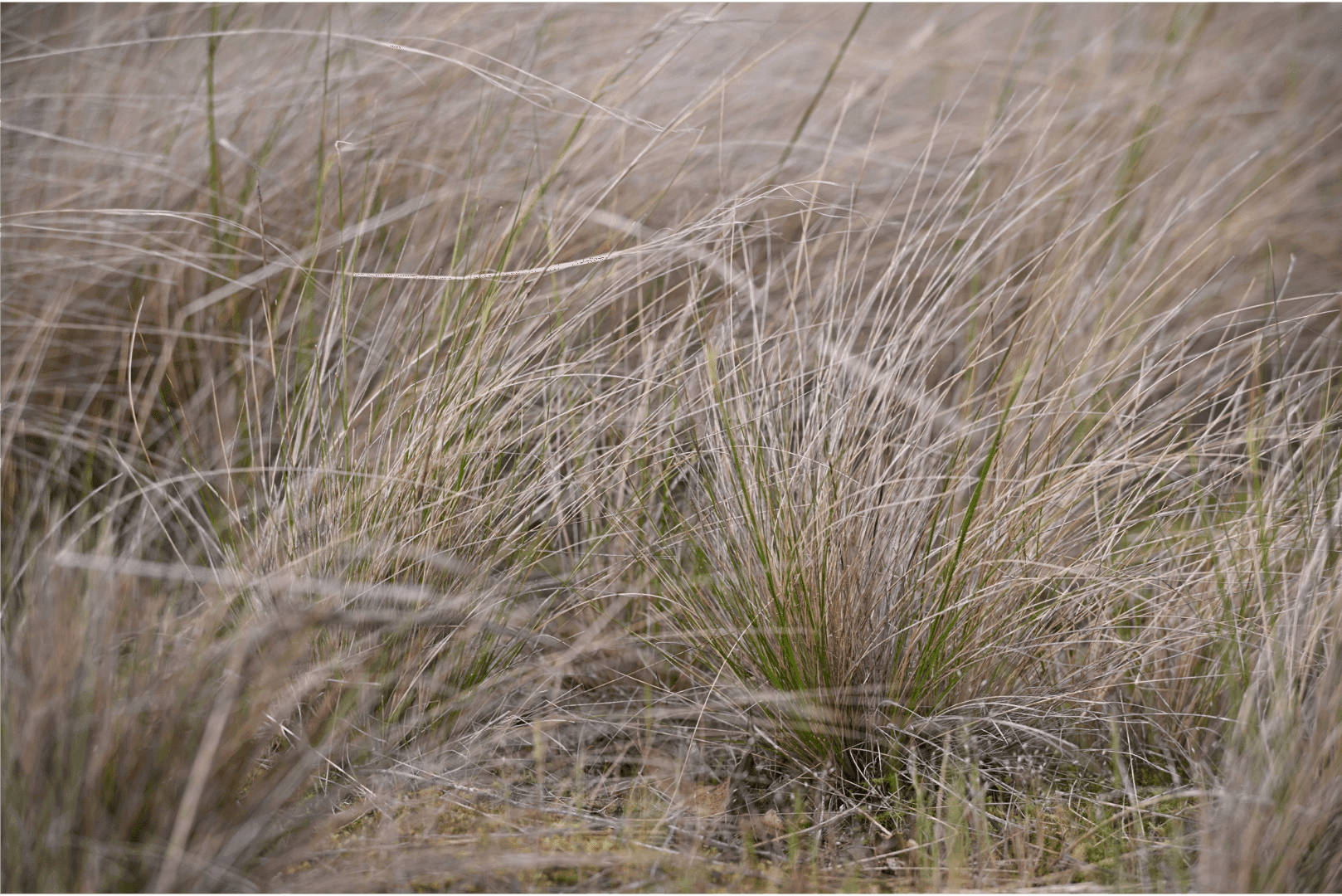 Australian landscape