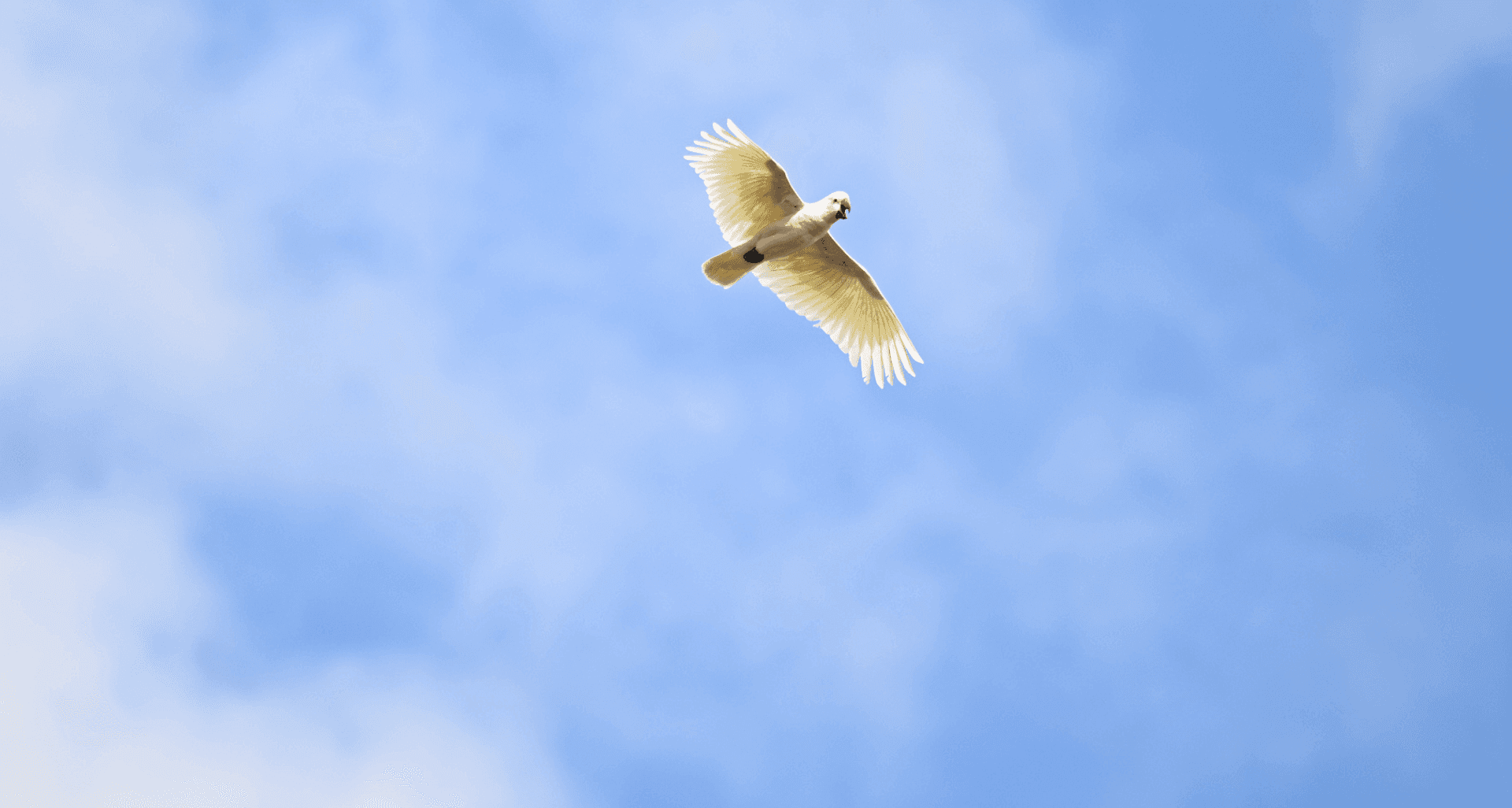 Cockatoo soaring in blue sky