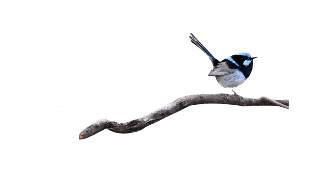 Superb fairy-wren on a branch