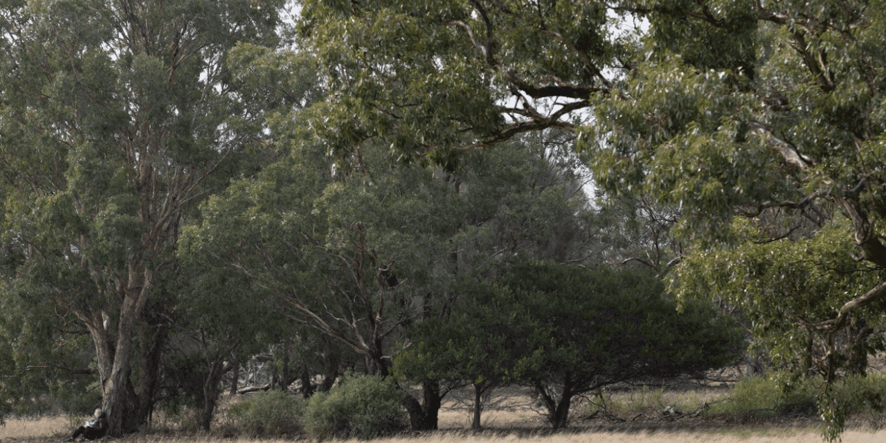 Australian bushland with eucalyptus trees